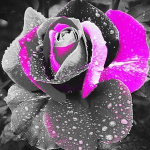 Meet your Posher, Judith